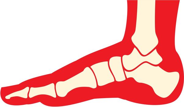 Human foot anatomy (skeleton, bones)
