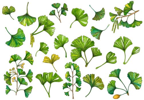 Watercolor botanical illustration of lGinkgo biloba leaf. Element for design of invitations, movie posters, logo, banners, cards and other objects. Symbol of Japan, China, health and meditation. Vector illustration