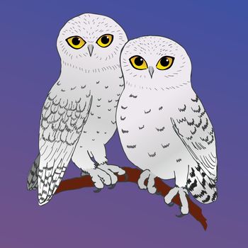A vector illustration of two cute snowy owls sitting cozy close together.