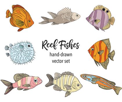 Hand drawn Reef Tropical Fishes. Sea and Ocean Animals Vector Clip art. Vector illustration