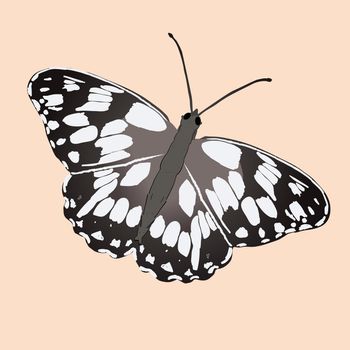 Melanargia galathea or the marbled white butterfly. Single animal on a soft orange background. The insect is slanted.