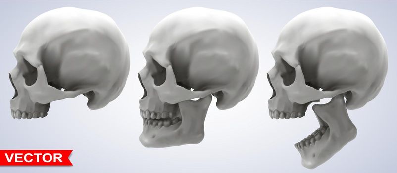Detailed graphic photorealistic black and white human skulls. On gray background. Vector icon set. Side view.