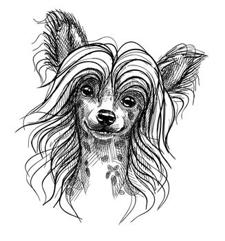 Portrait of a small dog, a Chinese crested puppy. Hand-drawn sketch with black and white pen, realistic vector illustration. Isolated background.