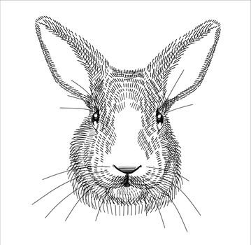 Black-and-white illustration, sketch drawn with a pen. Pet rabbit, portraits of heads. Vector. Isolated background.