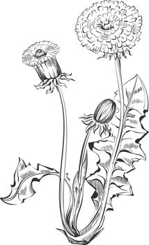 Botanical plant illustration. Dandelion sketch in engraving style isolated on white background