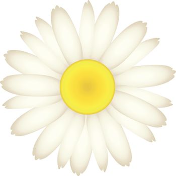 Daisy flower. Chamomile blossom. Beautifull garden plant isolated on white background