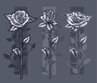 Graphic detailed graphic black and white roses flower with stem and leaves. On gray background. Vector icon set. Vol. 12