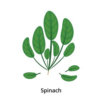 Bunch of fresh spinach leaves in cartoon style isolated on white background.