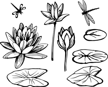 Flowers and leaves of the water lily lotus and dragonfly. Vector sketch set.