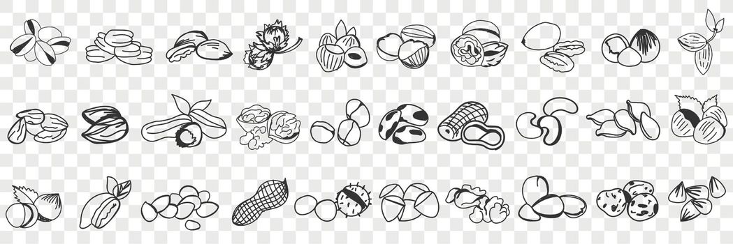 Various edible nut doodle set. Collection of hand drawn hazel, almond, pistachio, peanuts, cashew nuts and macadamia in shell for eating isolated on transparent background. Illustration of tasty snack