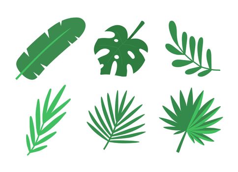 Tropical leaves set. Vector isolated elements on white background.