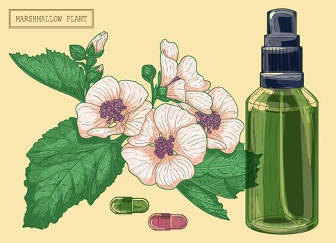 Medicinal marshmallow flowers and green glass sprayer, hand drawn botanical illustration in a trendy modern style