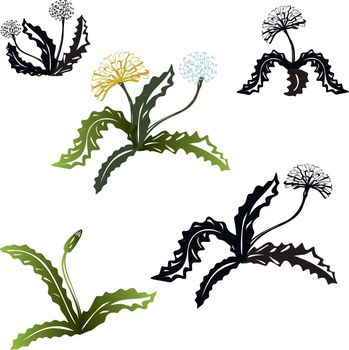 Contour flower buds leafs and fruits dandelions. Illustration for children. Vinyl sticker on the wall. Flower tat