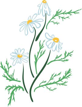 medical chamomile - a plant used for herbal tea vector line art illustration