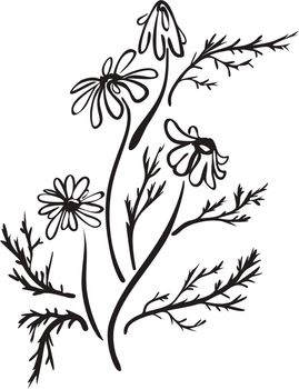 medical chamomile - a plant used for herbal tea vector line art illustration