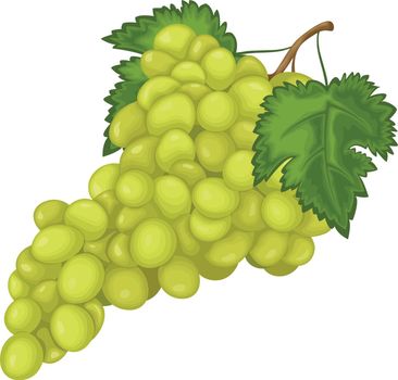 Grape. Ripe green grapes. Fresh grapes. Wine grapes vector illustration isolated on white background.