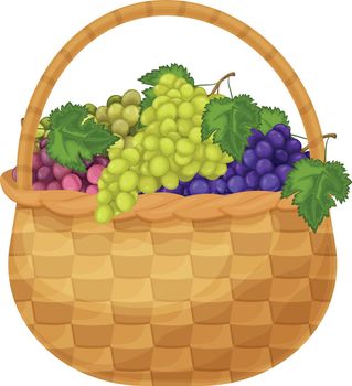 Grape. Image of grapes in a basket. Green and purple grapes in a basket. Bunches of grapes. Vegetarian products. Vector illustration.