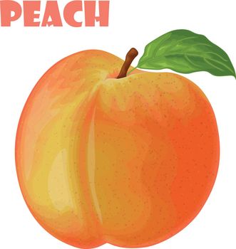 Peach. Image of a peach. Ripe juicy peach with a stone. Ripe fruit. Vegetarian vitamin product. Vector illustration.
