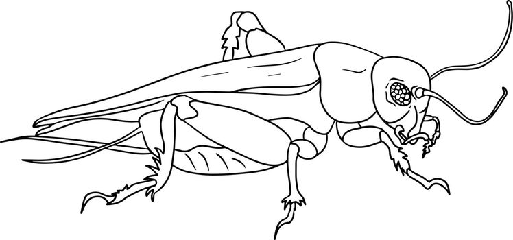 Cricket. Beetles coloring pages. Vector, hand drawn illustration.