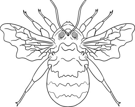Bumblebee. Beetles coloring pages. Vector, hand drawn illustration.