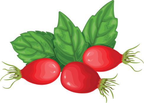 Rosehip. An image of a rosehip with green leaves. Ripe rosehip. Medicinal plant. Vector illustration isolated on a white background.