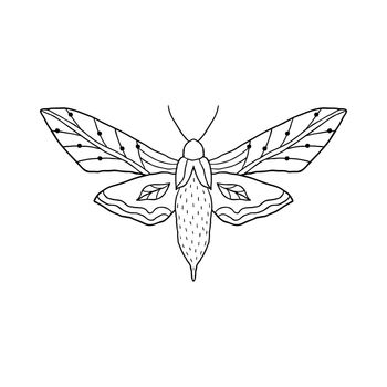 Butterfly in doodle style isolated on white background.
