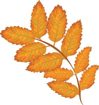 Rowan leaf . Yellow autumn leaf of mountain ash. Rowan leaf. Autumn vector illustration isolated on a white background.