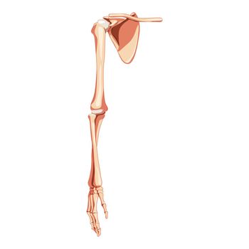 Upper limb Arm with Shoulder girdle Skeleton Human front Anterior ventral view. Anatomically correct clavicle, scapula, forearms realistic flat concept Vector illustration isolated on white background