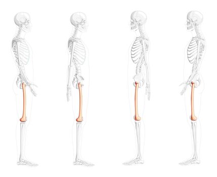 Skeleton femur thigh bone Human side view with partly transparent bones position. 3D Anatomically correct realistic flat natural color concept Vector illustration isolated on white background