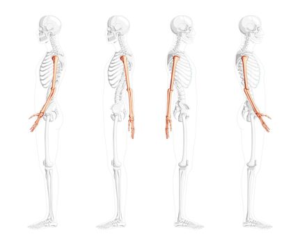 Skeleton Arms Human lateral side view with partly transparent bones position. Anatomically correct hands, forearms realistic flat natural color concept Vector illustration isolated on white background