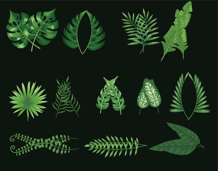 you can use exotic tropical leaves monstera plant leaf banana plants green tropics palm leaves isolated set to design banners, posters, backgrounds, ...etc.