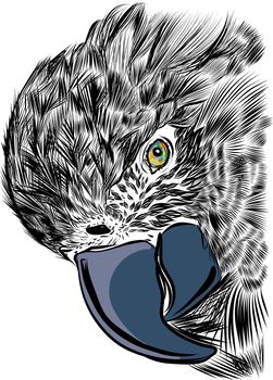 Macaw parrot with a huge beak looks at the camera close-up. Hand drawn sketch vector illustration
