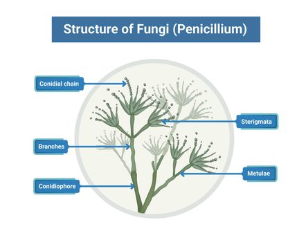 Structure of Penicillium. Mycelium with conidiophore and conidium isolated on white background