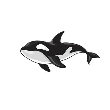 Vector illustration of an orca killer whale