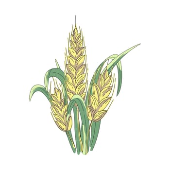 Bunch of wheat, cereal, rye, barley. Harvest, agriculture or bakery theme. Colored spikelets of wheat. Vector hand drawn illustration isolated on white