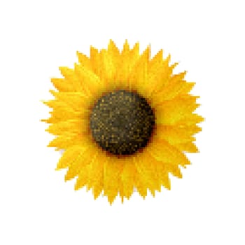 Sunflower vector icon. Pixel art illustration isolated on white background