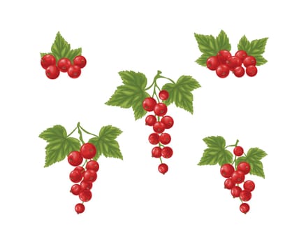 Red currant set. Three branches with ripe red currants and green leaves. Twigs with ripe currant berries. Vector illustration on a white background.