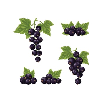 A set of black currants. Three branches with ripe black currant and green leaves. Twigs with ripe currant berries. Vector illustration on a white background.