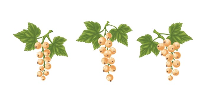 A set of white currants. Three branches with ripe white currants and green leaves. Twigs with ripe currant berries. Vector illustration on a white background.