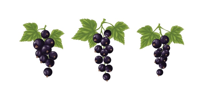 A set of black currants. Three branches with ripe black currant and green leaves. Twigs with ripe currant berries. Vector illustration on a white background.