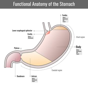 Functional anatomy of the human stomach, internal digestive organ. Parts of the stomach. Stomach wall on white background. Structure and function of Stomach Anatomy system
