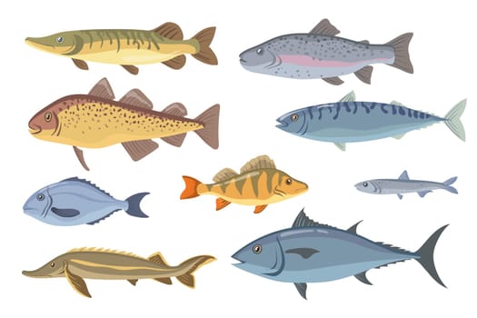 Sea and freshwater fish set. Tilapia, halibut, sardine, dorado, herring, salmon, garfish isolated on white. Vector illustration for fishery, seafood, fish market, gourmet concept
