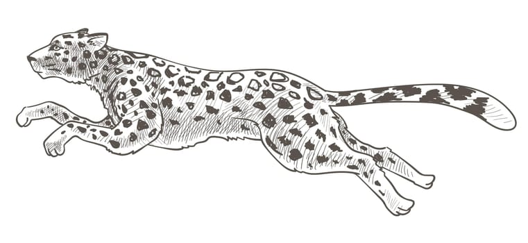 Cheetah animal in motion, isolated running leopard with spots on fur. Feline mammal with long tail and body, carnivore in zoo or reservation, exotic monochrome sketch outline. Vector in flat style