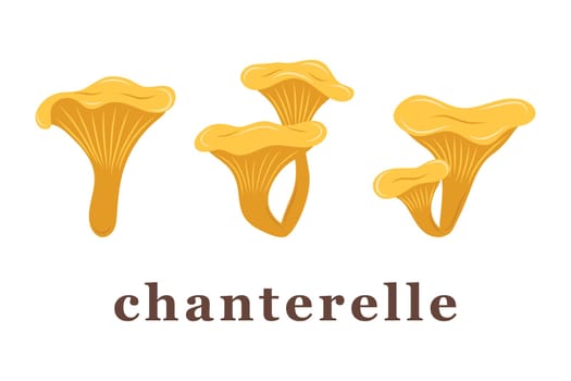Set of large and small chanterelle mushrooms. edible mushrooms. Isolated vector illustration.