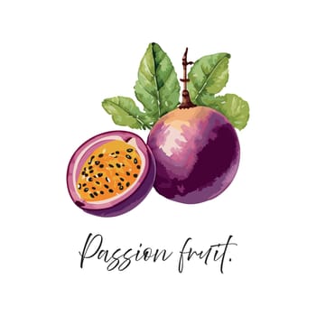 Passion Passion fruit vector illustration. Passion fruit drawing in watercolor style vector illustration. Vector illustration