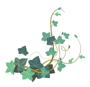 Evergreen exotic botany, isolated ivy or hedera climbing plant with foliage and leaves. Vegetation with twigs and branches, flowers and florist adornment, tropical florist. Vector in flat style
