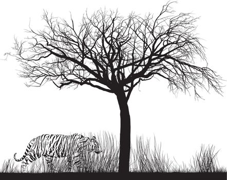vector illustration Tiger in tall dry grass under a tree