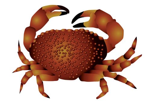 sea crab isolated on the white background