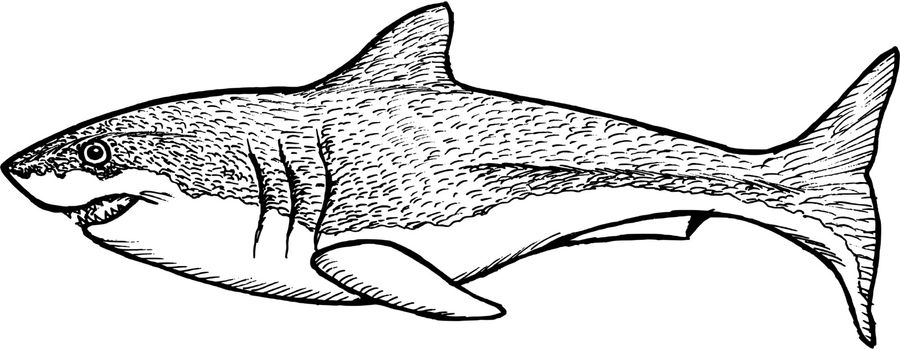 hand drawn, sketch, cartoon illustration of shark