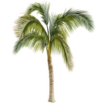 Palm Tree - Colored And Detailed Illustration, Vector